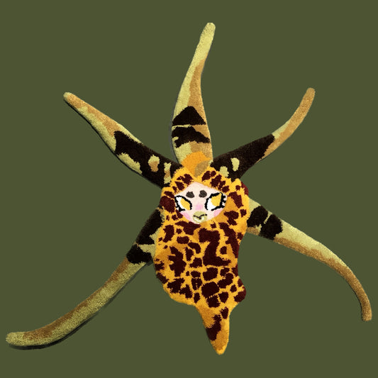 brassia “spider” orchid